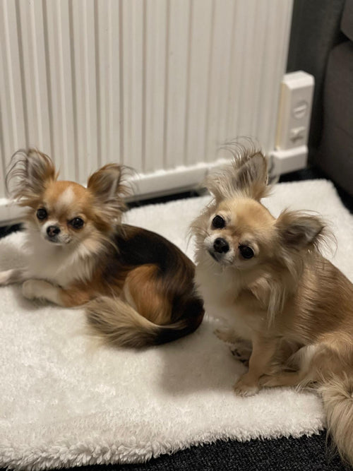 SUPER BRIGHT SHAMPOO