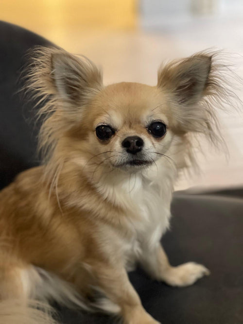 LAVENDER MINT DETANGLING SPRAY