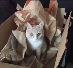 OATMEAL WATERLESS FOAM SHAMPOO