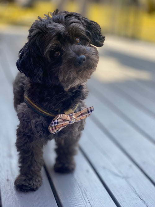 WILD GINGER SHINE SPRAY