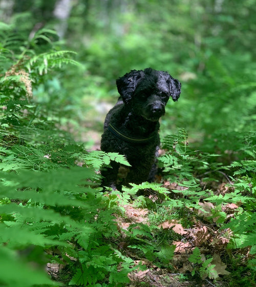 TEA TREE CONDITIONING SPRAY