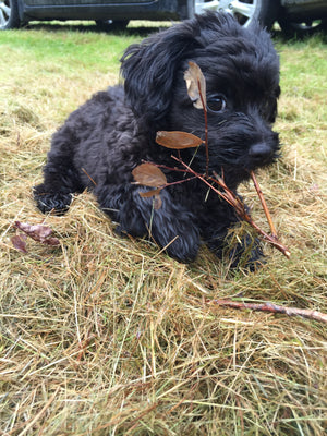 TEARLESS PUPPY & KITTEN SHAMPOO